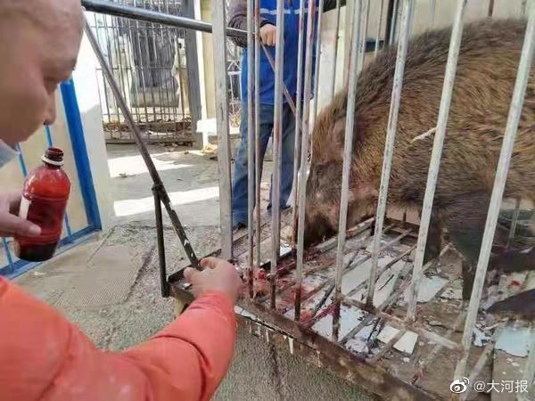 河南野猪闯入居民家伤人事件引关注