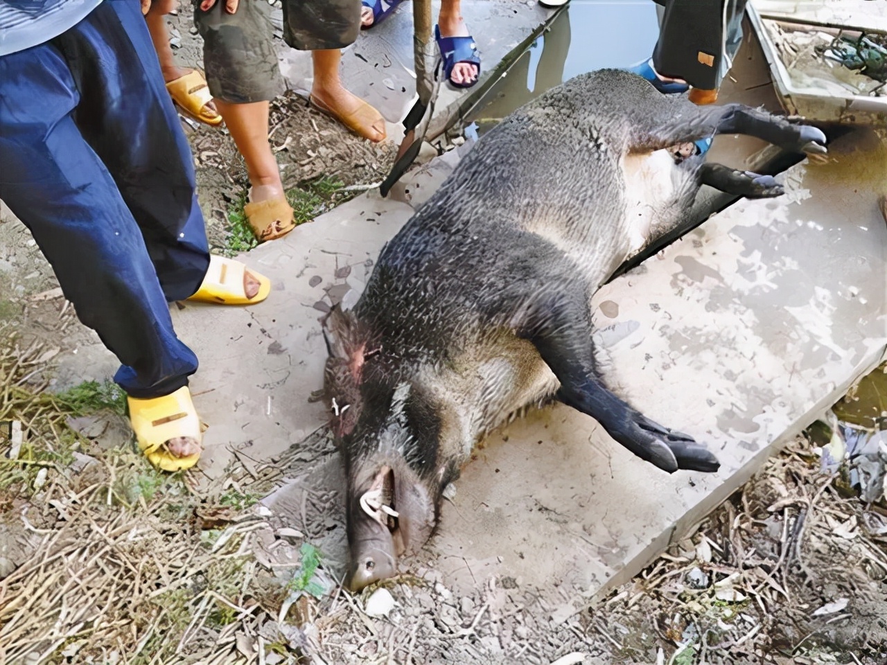 乡村生态危机，野猪入侵引发新坟遭殃，逝者衣物散乱成警钟