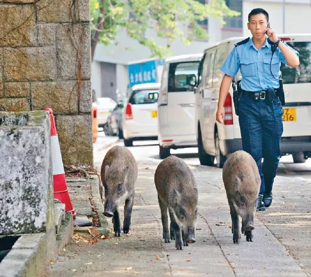 生态失衡下的野猪乞讨现象，数十头野猪拖家带口求生