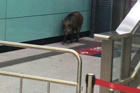 南京地铁隧道内野猪出没，双重挑战下的安全管理与野生动物保护应对之道