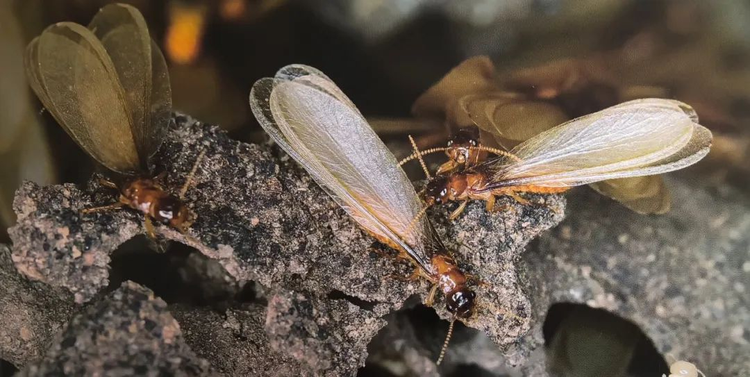 白蚁，神秘生物世界揭秘与防治策略探究