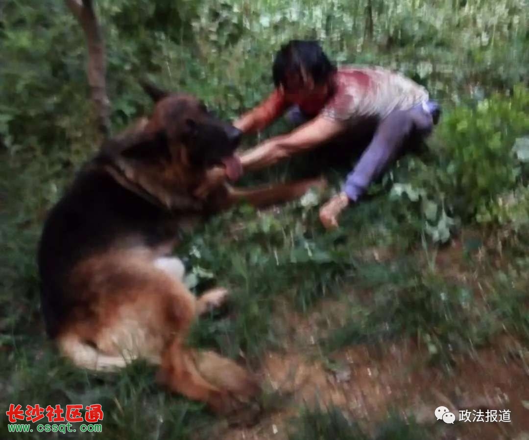 女子遭恶犬袭击，司机紧急鸣笛驱赶事件