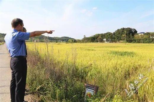 省委书记暗访揭示农田种草皮现象及当地回应