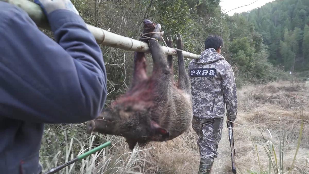 男子暂时收养蹭吃野猪，展现人与自然和谐共处之道