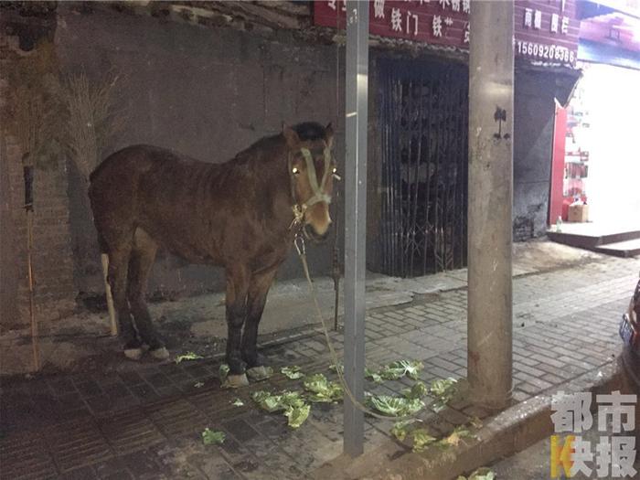 商场小马，门口新宠，骑行玩乐引领风尚