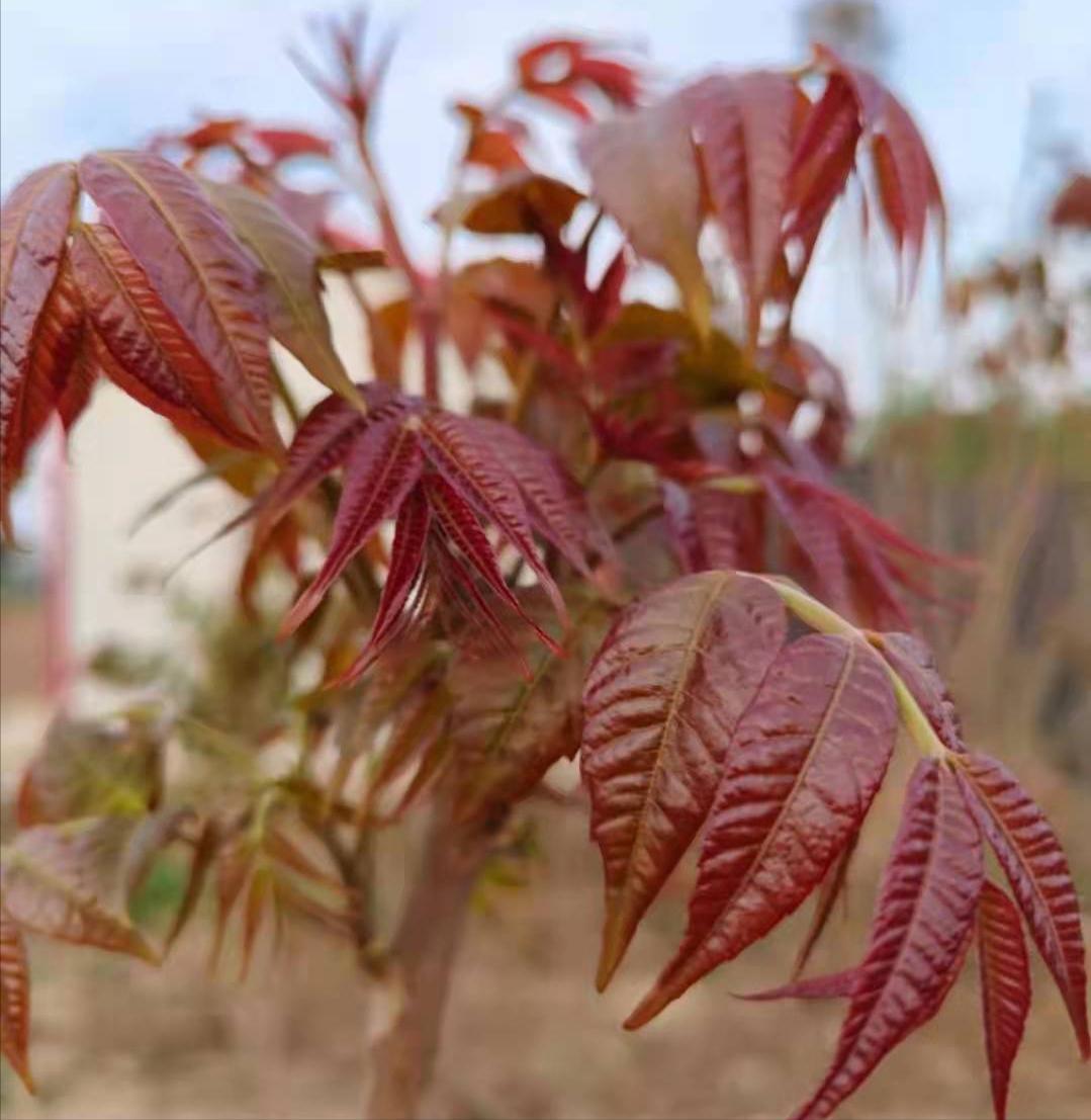 智利车厘子价格暴跌引发市场巨变，消费者狂欢开启