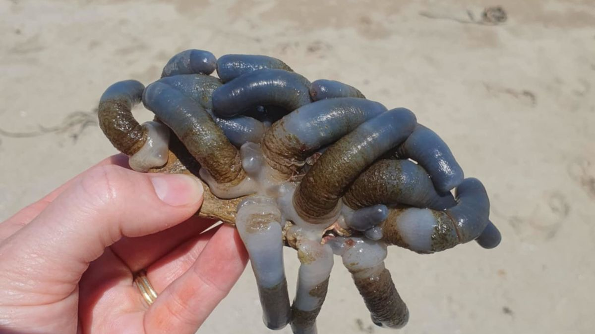 澳大利亚海滩奇异生物发现，男孩的海洋奇遇夜