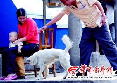 西安男童遭恶犬袭击致昏迷事件，悲剧引发的警醒与反思