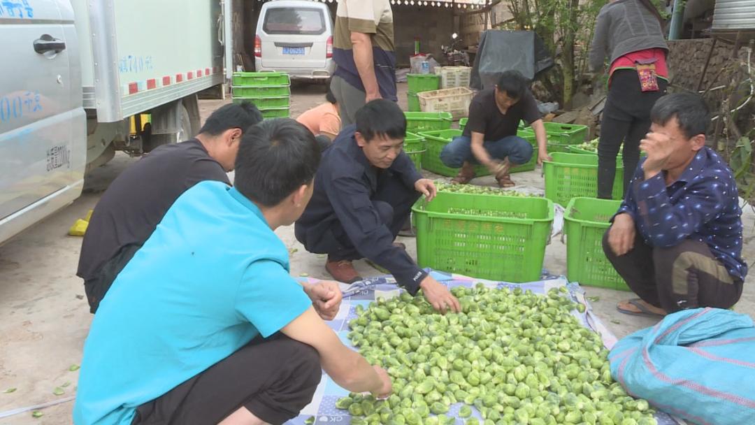 中国籍兄弟日本包菜偷窃案深度剖析