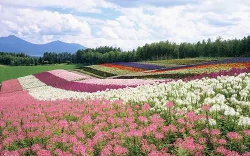 世界十大最美花海图片，绚烂多彩的自然奇景