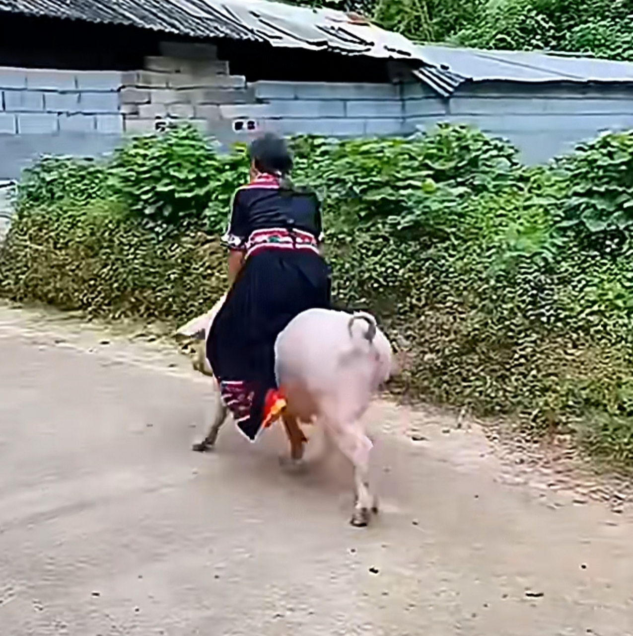 男子乡村冒险，骑年猪狂飙几十米