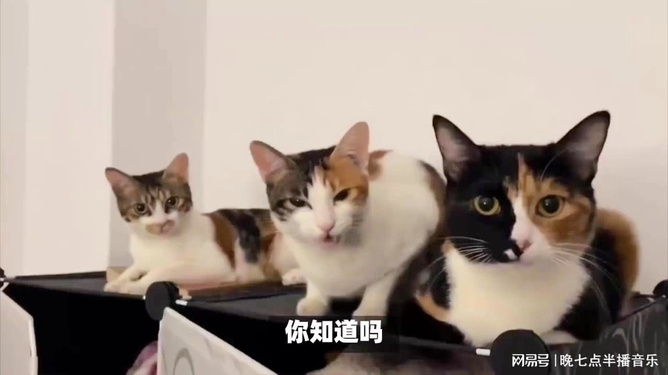 猫智力之谜，猫到底有多聪明？