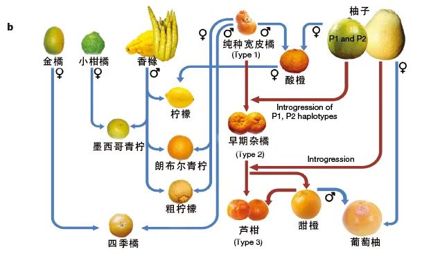 丑橘揭秘，探寻常见误解背后的真相