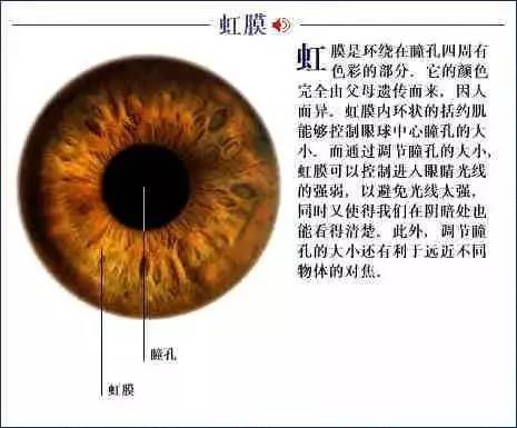 虹膜奥秘，揭示人类个体独特性的生物信息探索