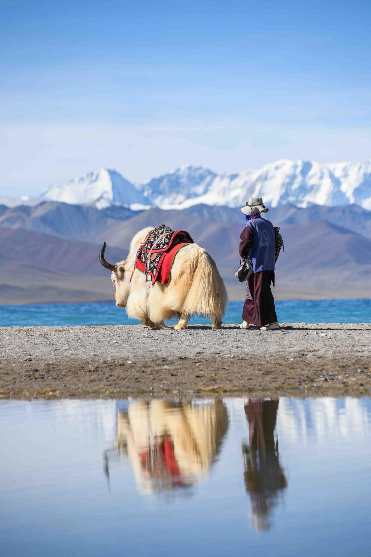 西藏之旅，探寻神秘高原的绝美风光