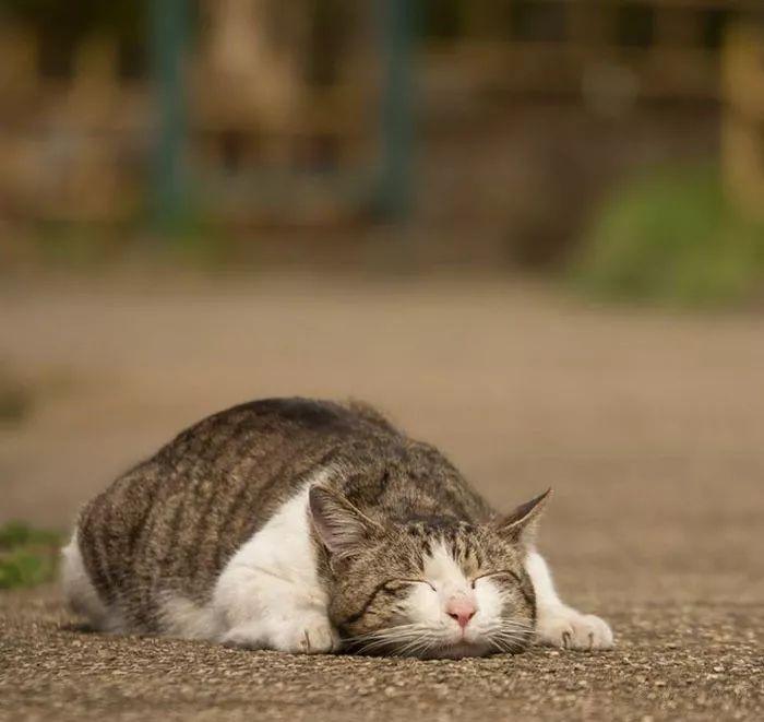 猫的灵动魅力，无声拍击中的无限魅力