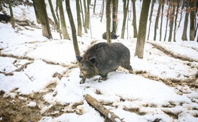 忘却你の容颜