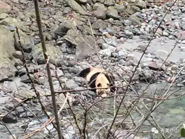 野生大熊猫扭屁股公路之旅的独特风采