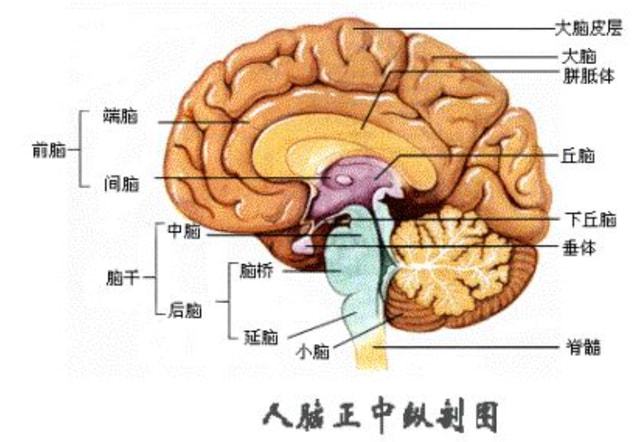 揭秘意识诞生之谜，为何人类大脑只诞生单一意识？