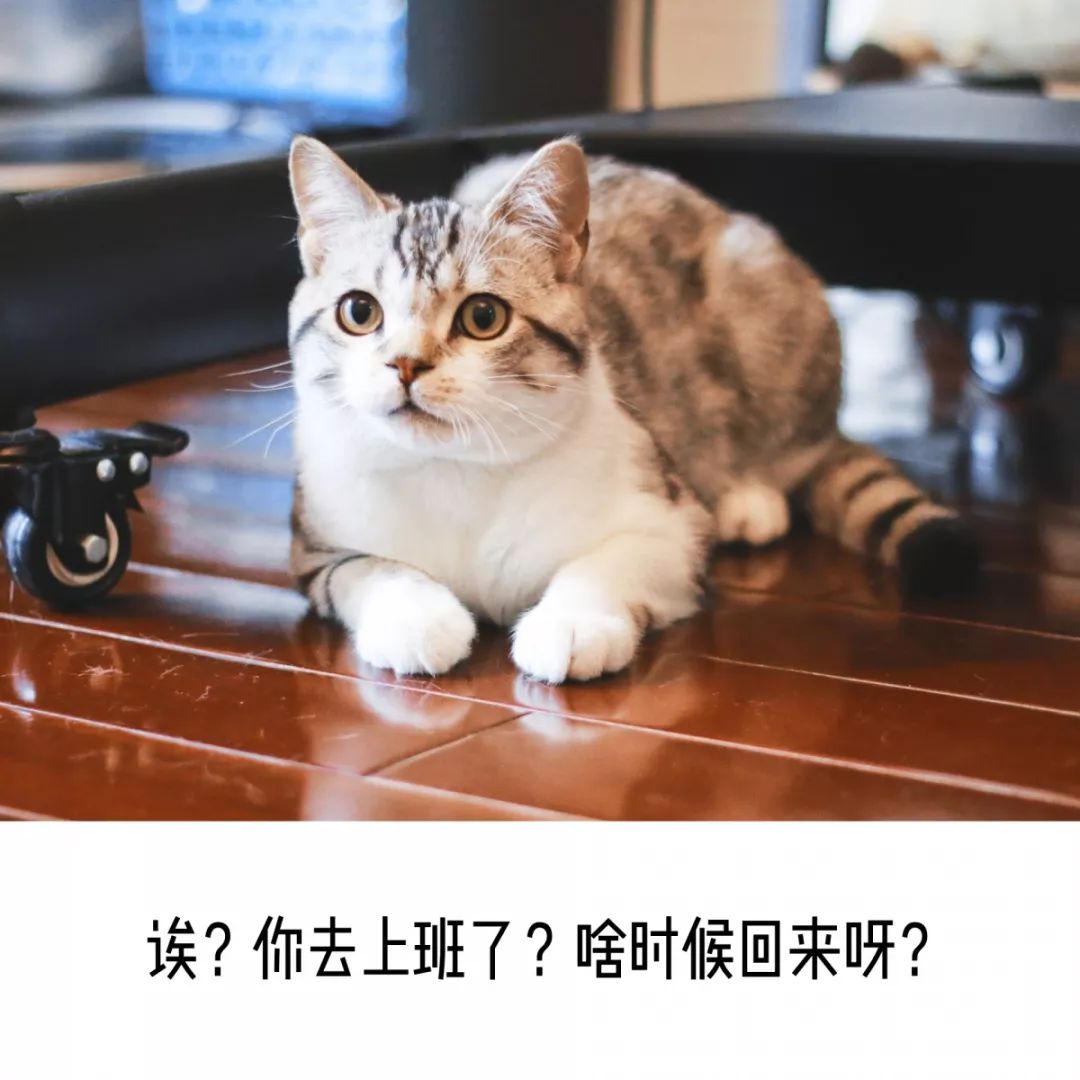 猫咪突然攻击人，原因解析、应对策略与反思