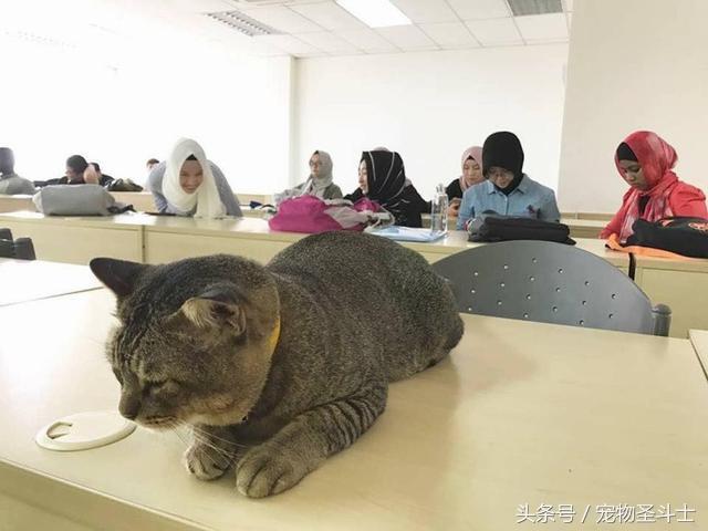 猫尸体塞课桌事件，学校不确定性引发人性反思