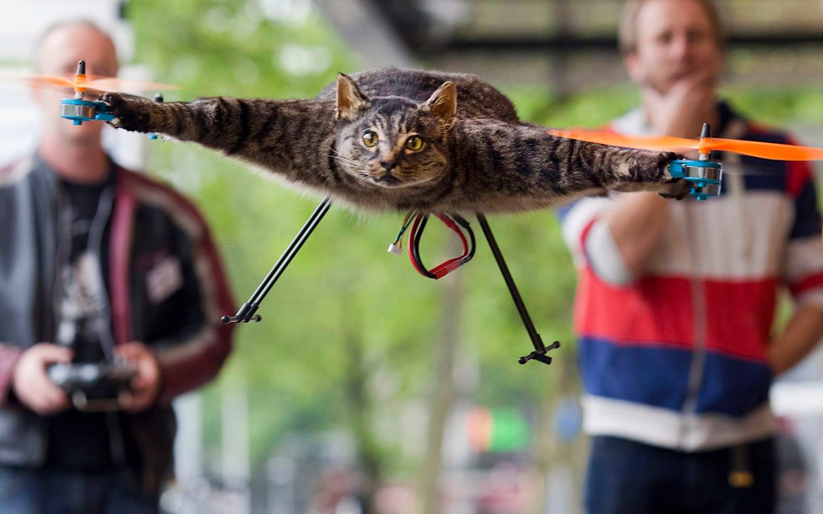 无人机逗猫遭遇秒杀？人与科技互动微妙之处探索