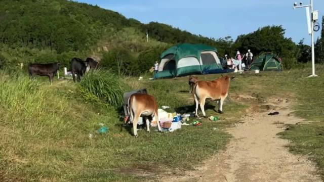 女子露营遭遇牛群突袭，牛肉瞬间被牛群一扫而光